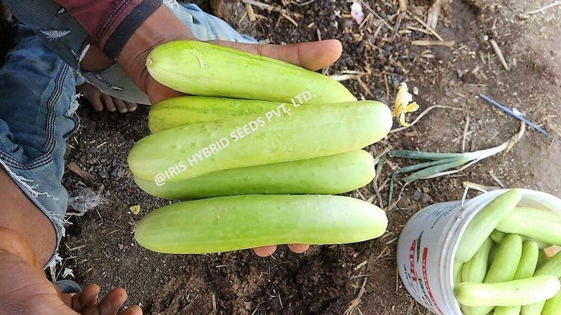 IRIS HYBRID VEGETABLE SEEDS F1 HYBRID CUCUMBER GANESHA