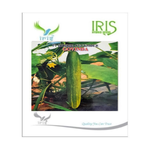 Iris Hybrid Vegetable Seeds F1 Hybrid Cucumber Govinda - Buy 1 Get 1 FREE