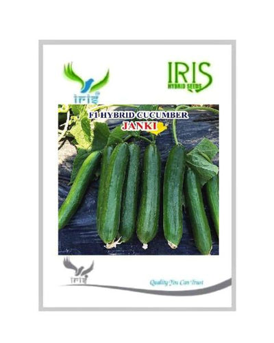 IRIS HYBRID VEGETABLE SEEDS F1 HYBRID CUCUMBER JANKI (BEIT ALPA TYPE)