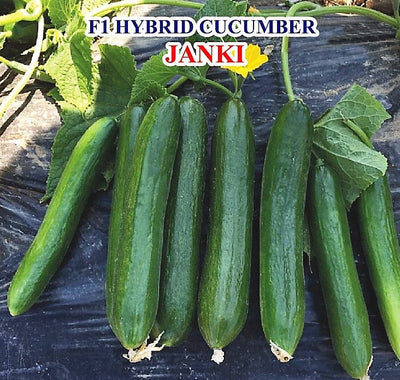 IRIS HYBRID VEGETABLE SEEDS F1 HYBRID CUCUMBER JANKI (BEIT ALPA TYPE)