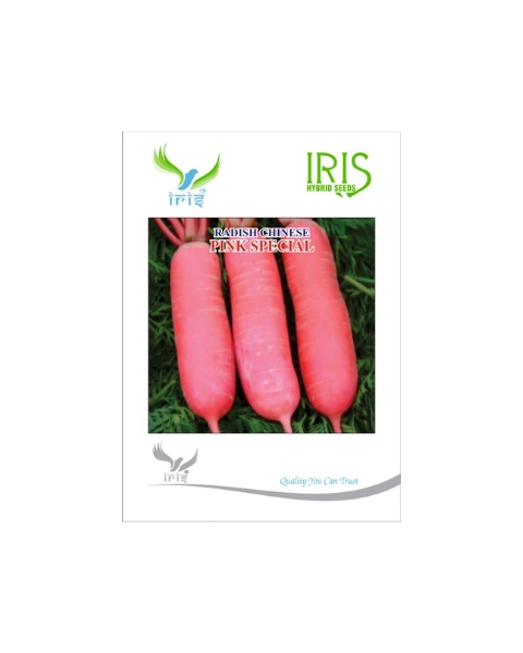 IRIS HYBRID CHINESE PINK SEPCIAL RADISH