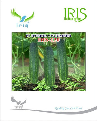 Iris Hybrid F1 CUCUMBER IHS-120