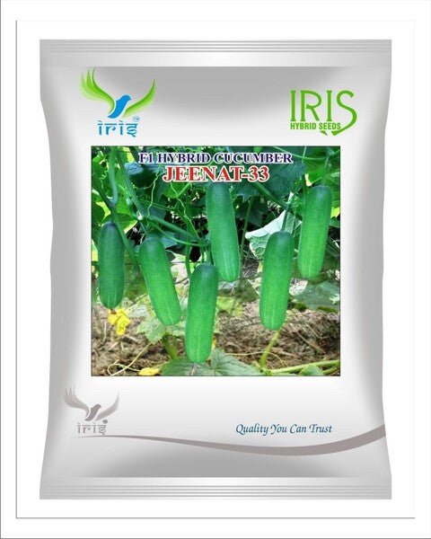 Iris Hybrid F1 CUCUMBER  JEENAT