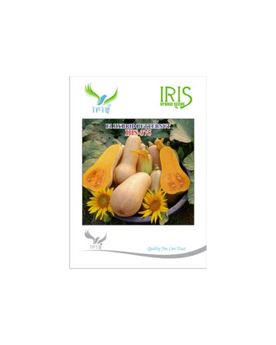 IRIS HYBRID F1 IHS-375 BUTTERNUT