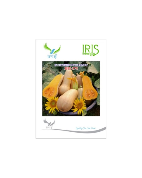 IRIS HYBRID F1 IHS-375 BUTTERNUT