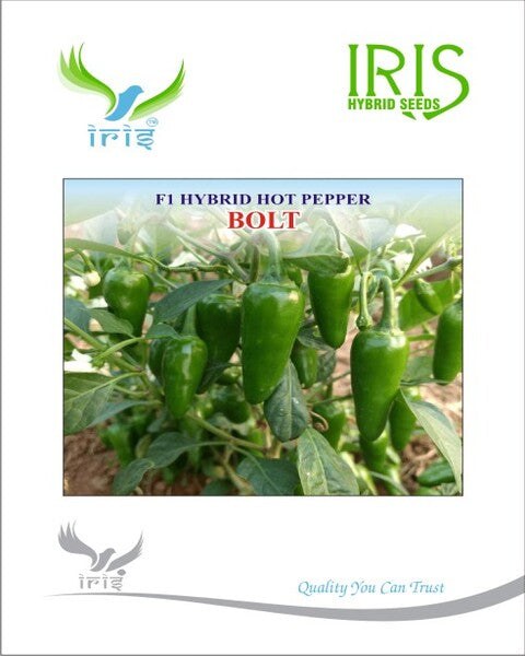 Iris Hybrid F1 Hot Pepper Bolt - Buy 1 Get 1 FREE