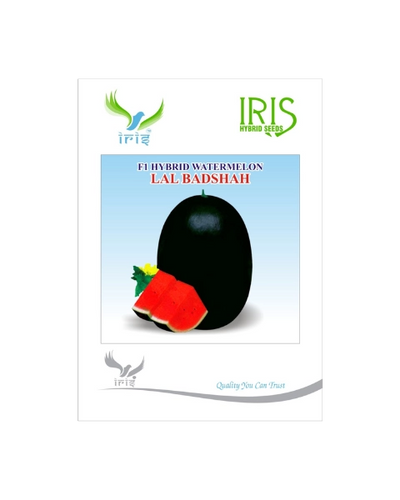 IRIS HYBRID F1 LAL BADSHAH WATERMELON ICE BOX SEGMENT