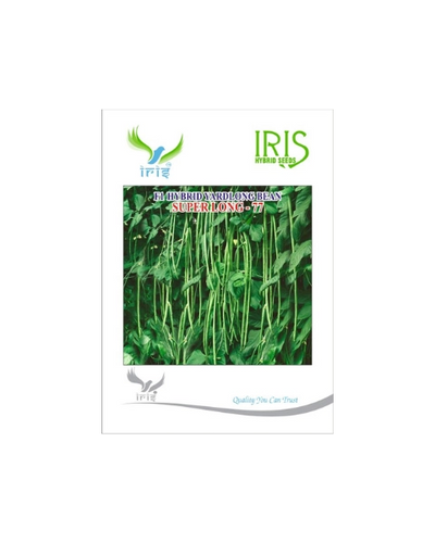 IRIS HYBRID F1 SUPERLONG-77 YARDLONG BEANS