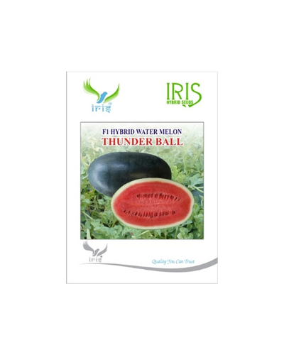 IRIS HYBRID F1 THUNDERBALL WATERMELON ICE BOX SEGMENT