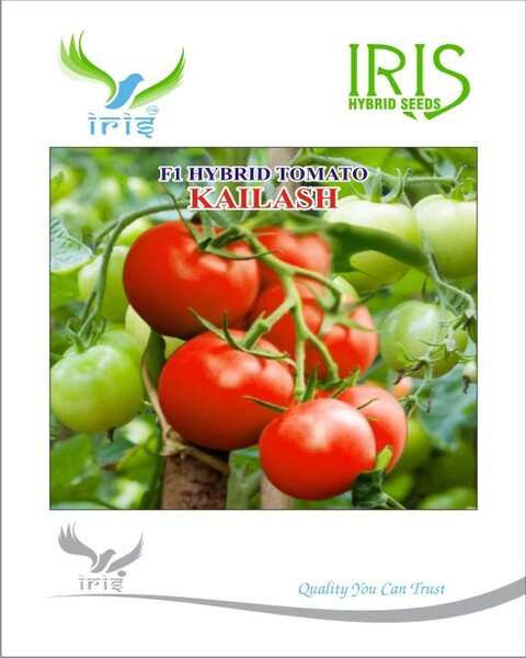 Iris Hybrid F1 Tomato Kailash - Buy 1 Get 1 FREE