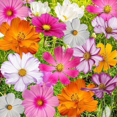 IRIS HYBRID FLOWER COSMOS MIX SEEDS