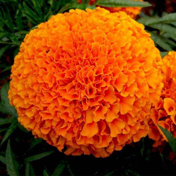 FLOWER SEEDS MARIGOLD ORANGE