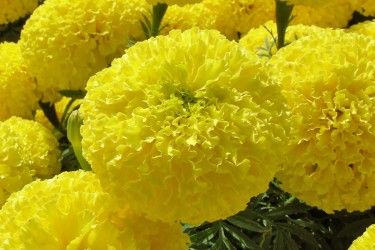 MARIGOLD YELLOW FLOWER SEEDS