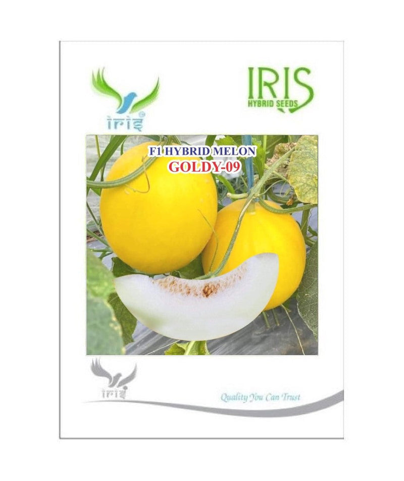 IRIS HYBRID FRUIT SEEDS MUSK MELON GOLDY-09