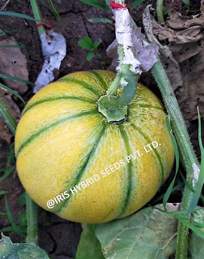 IRIS HYBRID FRUIT SEEDS MUSK MELON SHARBATI