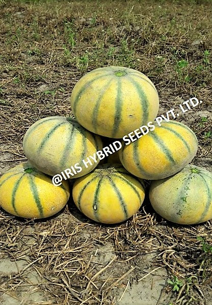 IRIS HYBRID FRUIT SEEDS MUSK MELON SHARBATI