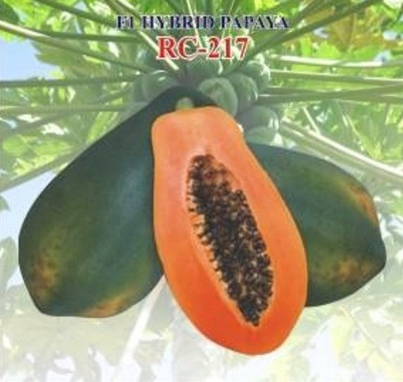 IRIS HYBRID FRUIT SEEDS PAPAYA RC-217