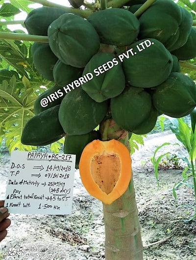 IRIS HYBRID FRUIT SEEDS PAPAYA RC-217