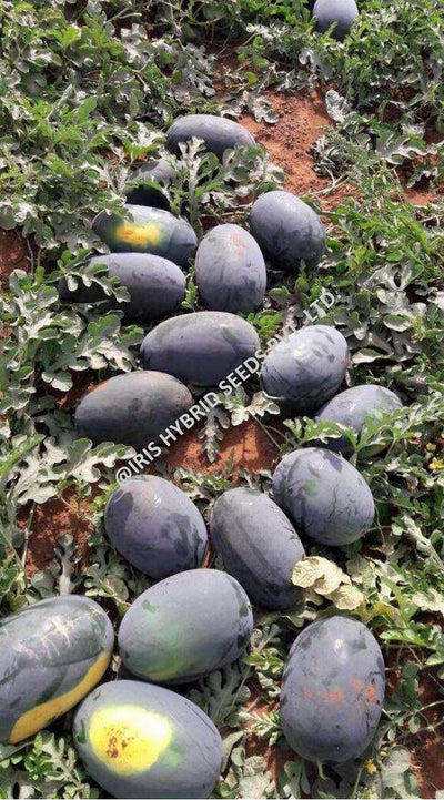 IRIS HYBRID WATERMELON FRUIT SEEDS KABIR - ICE BOX SEGMENT