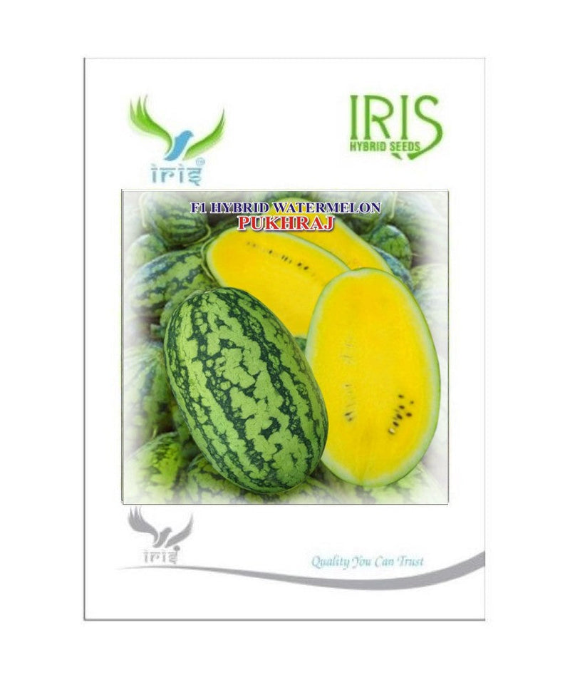 IRIS HYBRID FRUIT SEEDS WATERMELON PUKHRAJ - SUGAR BABY TYPE