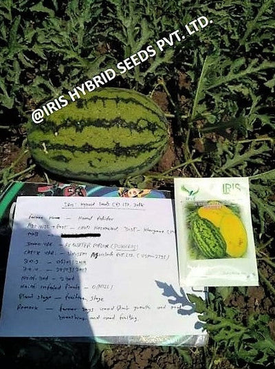 IRIS HYBRID FRUIT SEEDS WATERMELON PUKHRAJ - SUGAR BABY TYPE