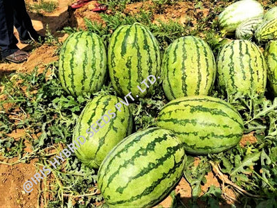 IRIS HYBRID FRUIT SEEDS WATERMELON SAMRAT - ICE BOX SEGMENT SEED