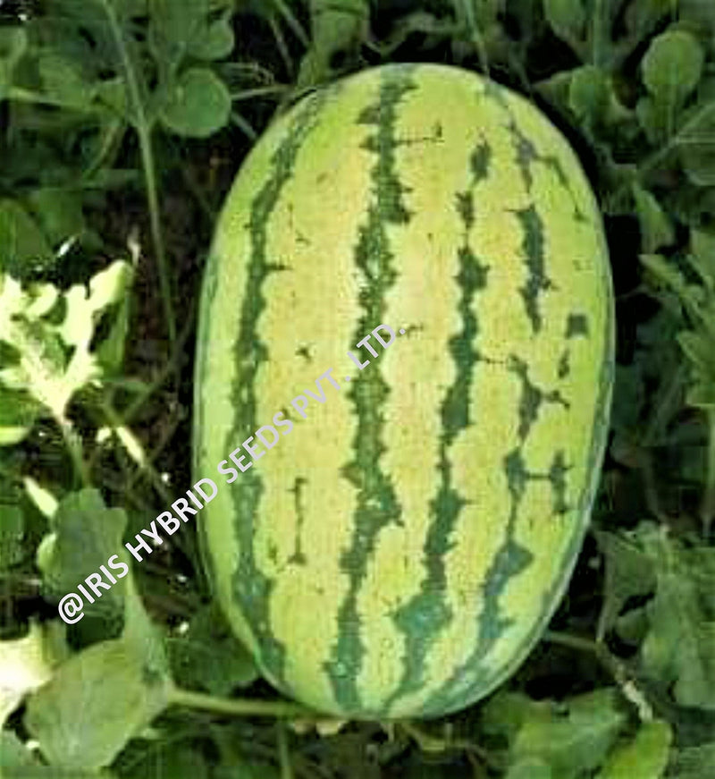 IRIS HYBRID FRUIT SEEDS WATERMELON SAMRAT - ICE BOX SEGMENT SEED