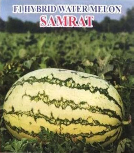 IRIS HYBRID FRUIT SEEDS WATERMELON SAMRAT - ICE BOX SEGMENT SEED