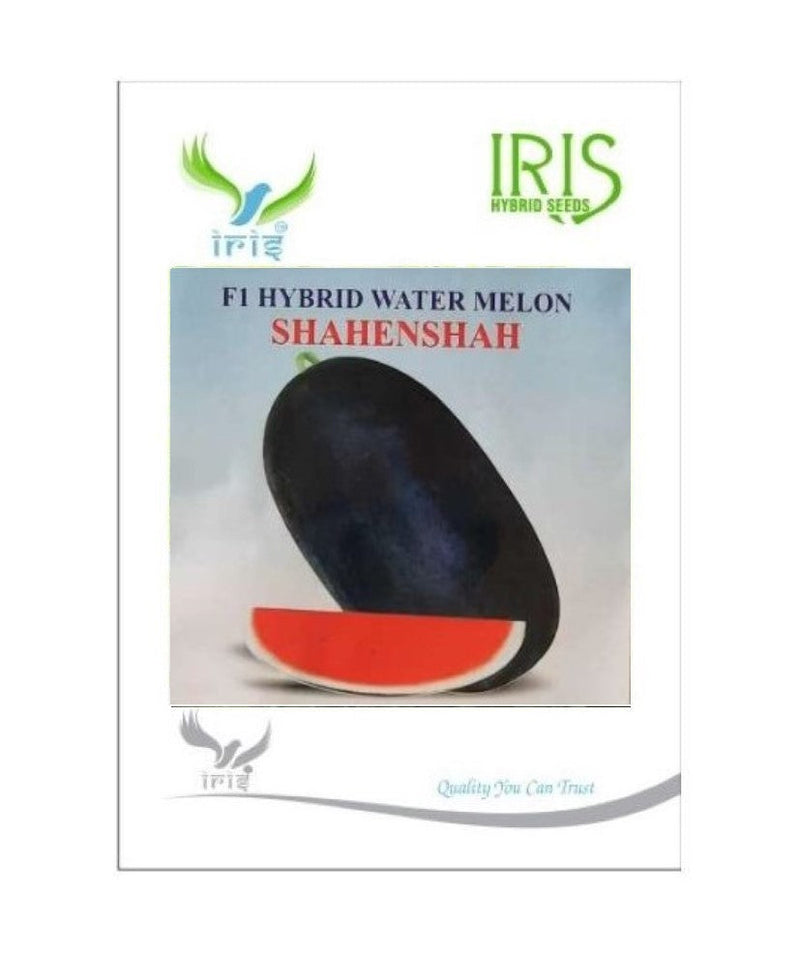 IRIS HYBRID FRUIT SEEDS WATERMELON - SHAHENSHAH