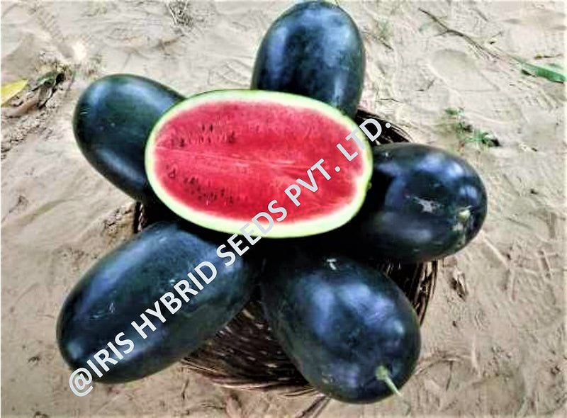 IRIS HYBRID FRUIT SEEDS WATERMELON - SHAHENSHAH