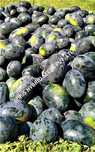 IRIS HYBRID FRUIT SEEDS WATERMELON - SHAHENSHAH