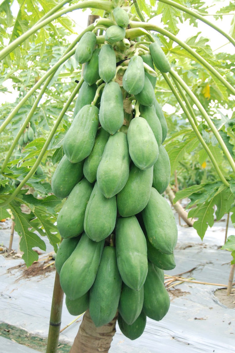 IRIS HYBRID PAPAYA SEEDS