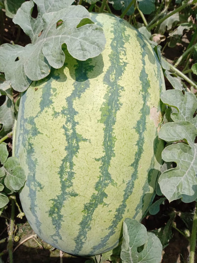 IRIS HYBRID FRUIT SEEDS WATERMELON