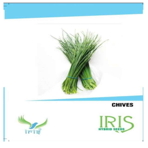 IRIS HERB CHIVES SEEDS