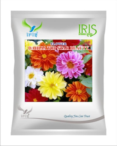 Iris Hybrid Imported OP Dahlia Top Star Mix