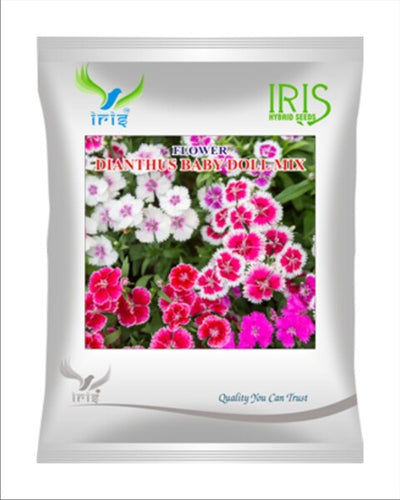 Iris Hybrid Imported OP Dianthus Baby Doll Mix