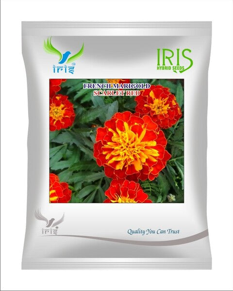 Iris Hybrid Imported OP French Marigold