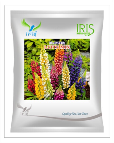 Iris Hybrid Imported OP Lupin Mix