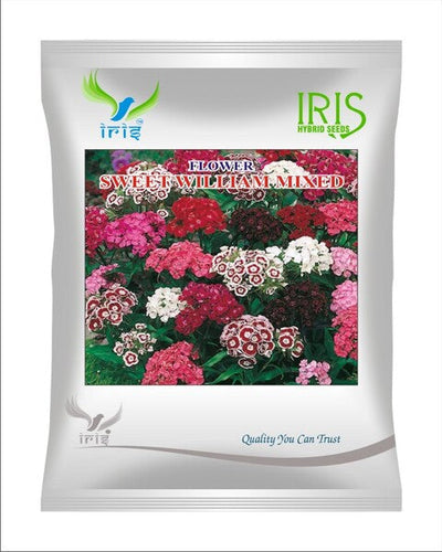 Iris Hybrid Imported OP Sweet William