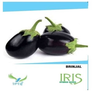 IRIS HYBRID BRINJAL SEEDS