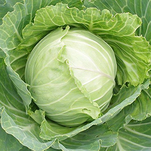 IRIS HYBRID VEGETABLE SEEDS CABBAGE