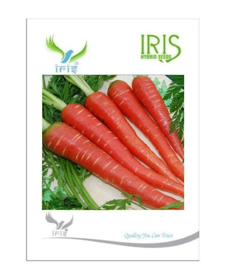 IRIS HYBRID CARROT SEEDS