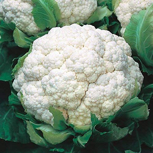 IRIS HYBRID VEGETABLE SEEDS CAULIFLOWER