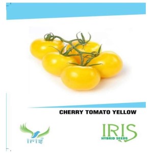 IRIS HYBRID VEGETABLE SEEDS CHERRY TOMATO YELLOW