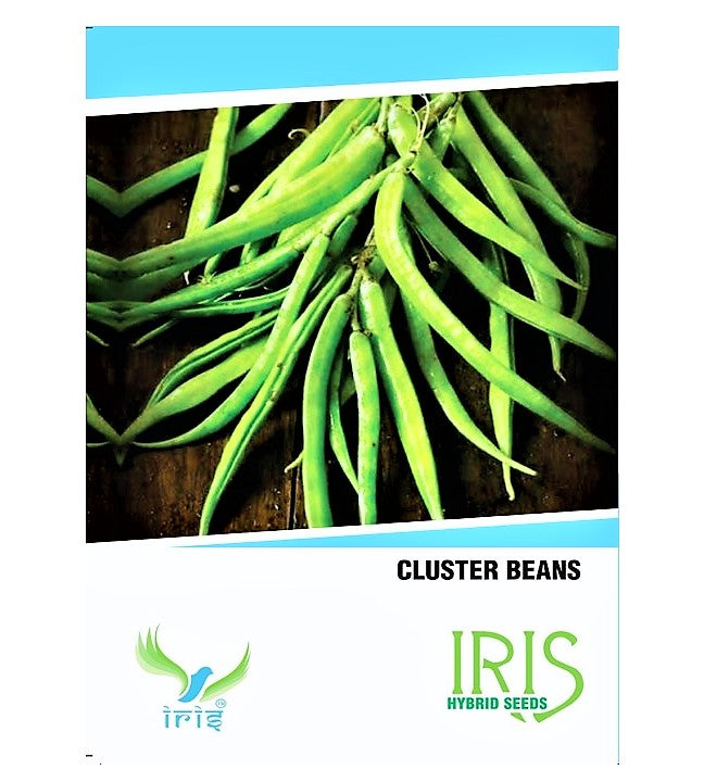 IRIS HYBRID OP VEGETABLE SEEDS CLUSTER BEANS