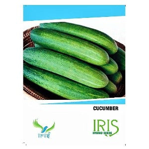 IRIS HYBRID CUCUMBER SEEDS VEGETABLE