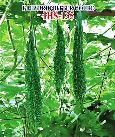 IRIS IHS-135 BITTER GOURD SEEDS F1