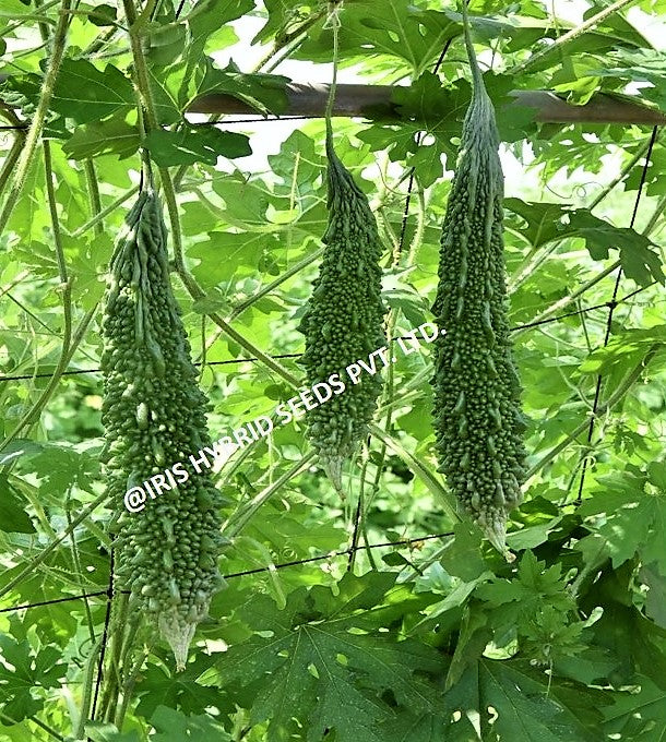 IRIS IHS-135 BITTER GOURD SEEDS F1