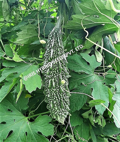 IRIS HYBRID VEGETABLE SEEDS F1 HYBRID BITTER GOURD IHS-609