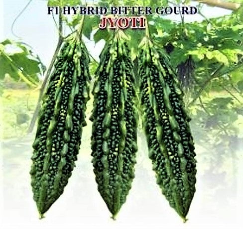 IRIS HYBRID JYOTI BITTER GOURD SEEDS